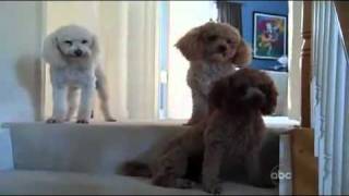 Which of these dogs is guilty? Funny