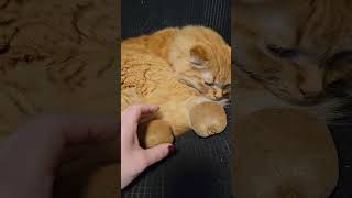 Red Cat Pomidor and kivi