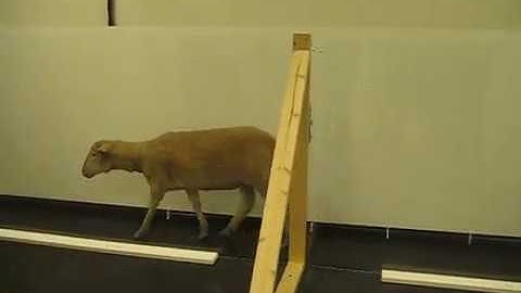 Sheep Gait Analysis on High Resolution Walkway
