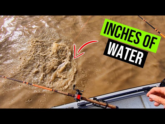 Crazy Catfishing Action (Shallow Muddy Water) 
