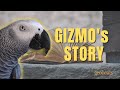 Gizmos story by geobeats animals  gizmo the grey bird