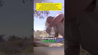 how this Australian town dealt with this invasive fish #shorts