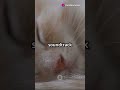 sleepy kitty #cat #funnypets #ai #cute #catvideos #kitten #catlover #funnyanimals