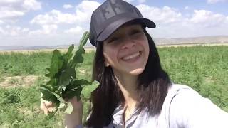 Download Vlog| Sereflikochisar Pazari. #Şereflikoçhisar #pazar Video MP3 Vlog| Sereflikochisar Pazari. #Şereflikoçhisar #pazar