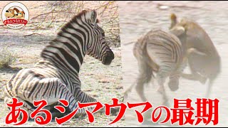 壮絶】懸命に生きようとする病気のシマウマ…そこにライオンが現れた 
