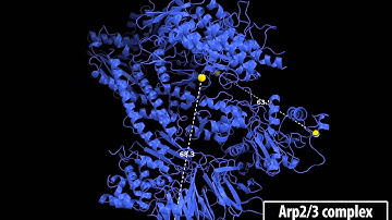 ARP2/3-mediated Branching of Actin Filaments