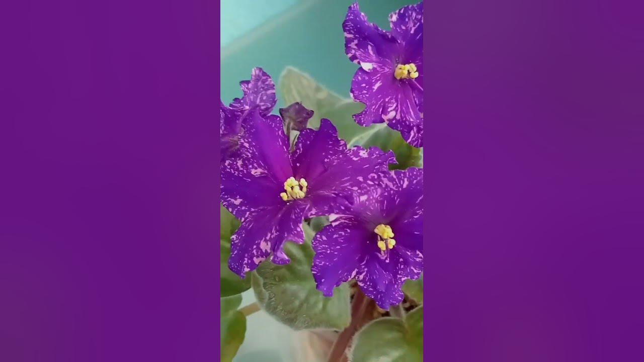 Фиалка НД,,Огни Заполярья,, - YouTube