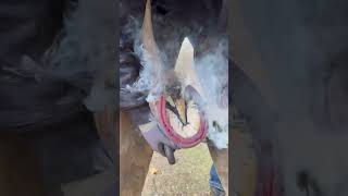 The Smell Of This 😳 #Farrier #Horse #Asmr #Oddlysatisfying