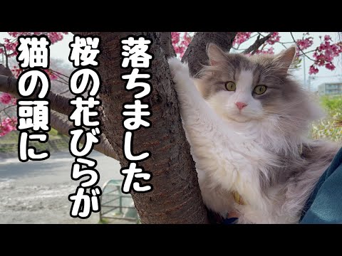 運動不足の猫を爪とぎハウスごと花見に連れ出しました🌸世界一大きい猫ですか?って言われた(笑)