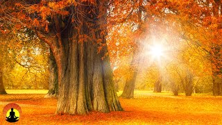 🔴 Relaxing Music 24/7, Meditation Music, Sleep Music, Stress Relief Music, Spa, Yoga, Zen, Relax