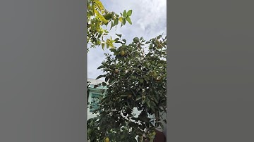 String Quartet in G Minor, Op. 74 No. 3 "Rider": IV. Finale. Allegro con brioㆍHagen QuartettㆍHaydn