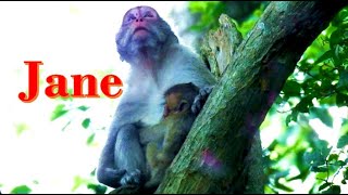 Jane Monkey Reach Worry After Jane To The Sky Cos Heavy Raining Will Be Coming Soon