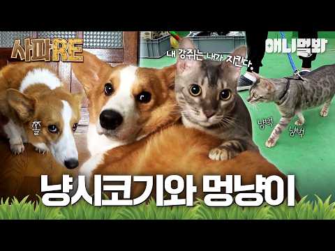 [SAPA-RE] So you're saying it's a Corgi raised by cats and a cat raised by dogs? #AnimalFarm