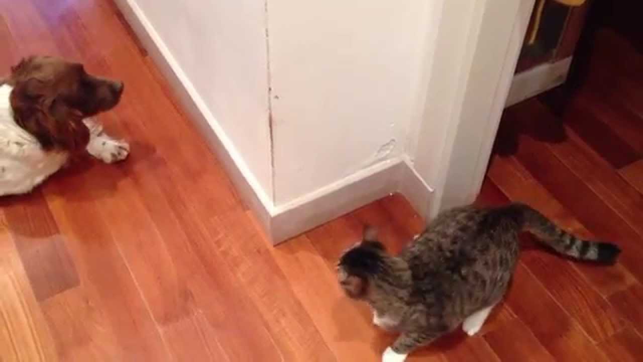 english springer spaniel and cats