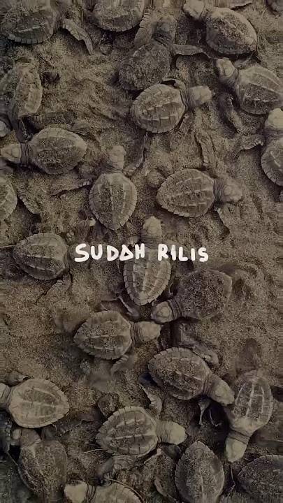 Download lagu Sudah rilis video musik HAVINHELL - Cinta Untuk Semesta • #havinhell #music #cintauntuksemesta