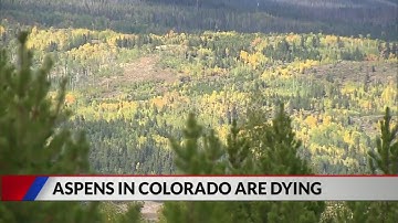 Aspens in Colorado are dying