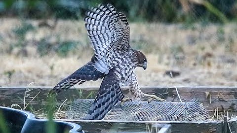 Falconry: How to properly tie nooses for a trap