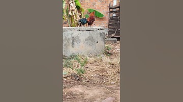 Asian wild chicken farms/ian wild chicken/Beautiful red wild chicken #redjunglefowl