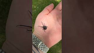 Befriending the Unlikely: Journey with a Black Widow Spider