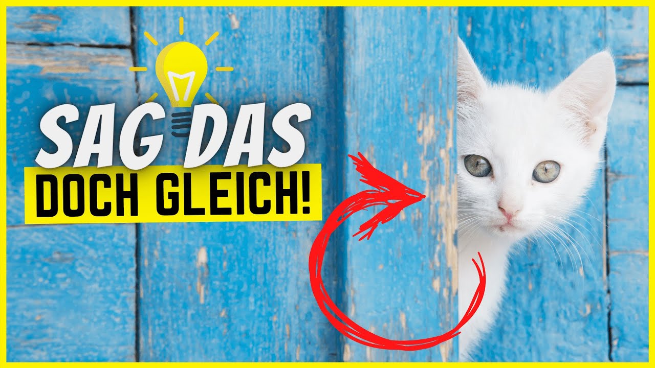 8 Verhaltensweisen von Katzen, die endlich Sinn ergeben!