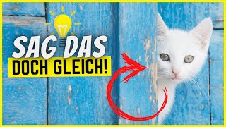 8 Verhaltensweisen von Katzen, die endlich Sinn ergeben!