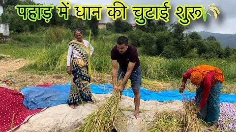 पहाड़ का #धान #चुटाई का काम #शुरू 🌾#pahadi #lifestyle #youtube  #dailyvlog #devbhumi_uttarakhand 