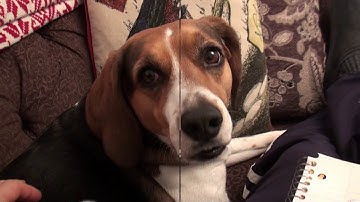 Isolation transformers, why you need one, how they work !  Hammond 169E Transformer