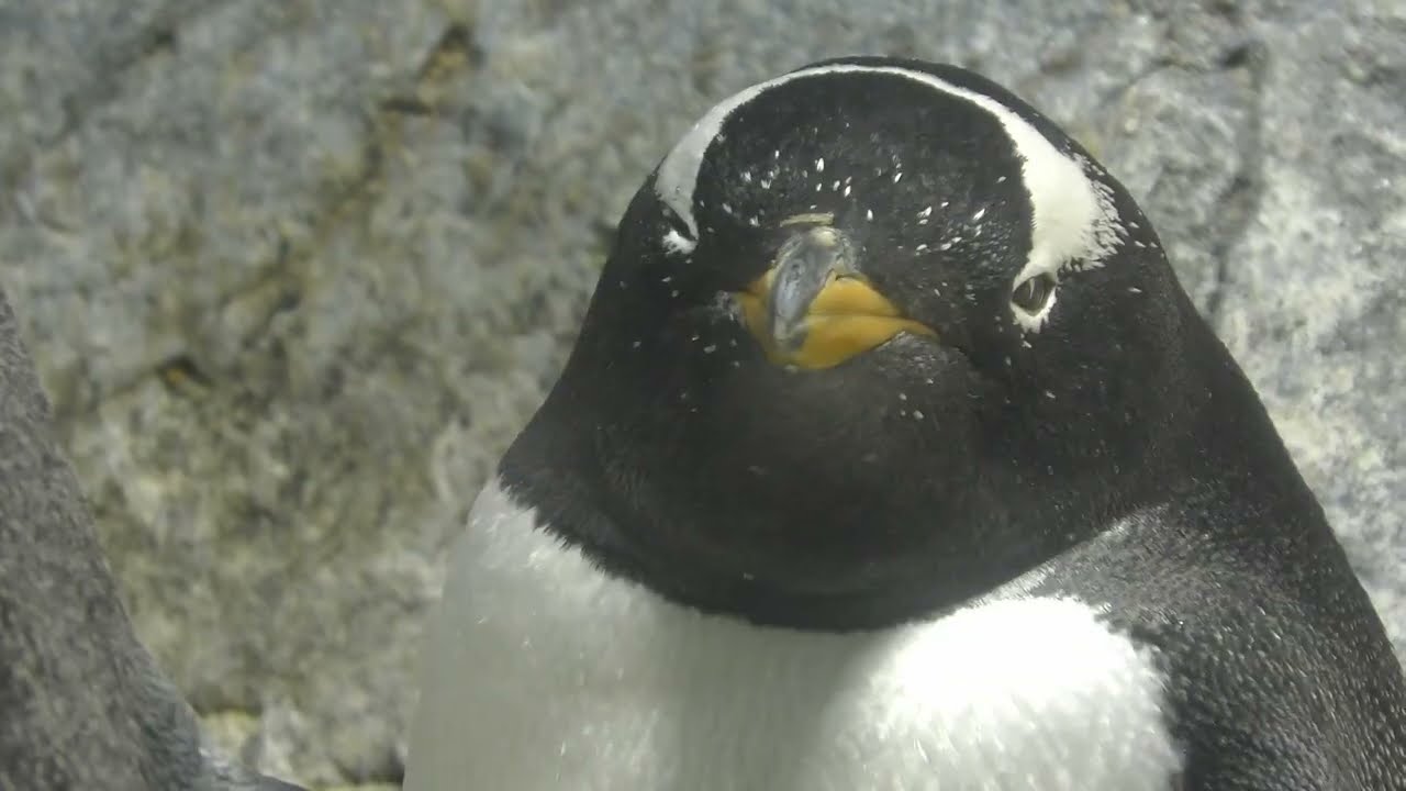 暑い日はペンギンを見て涼みましょう【海遊館】