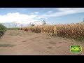 Dosis justa en maíz: Genética, fertilización y densidades (#769 2018-04-28)