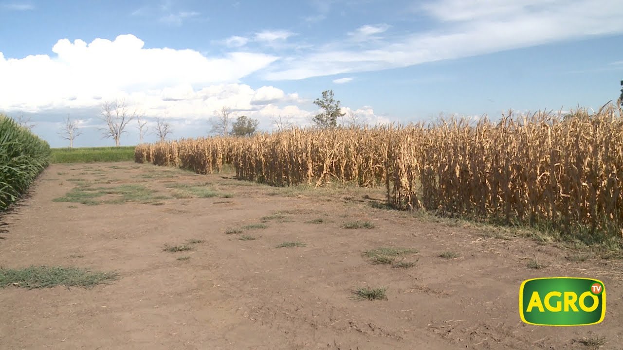 Dosis justa en maíz: Genética, fertilización y densidades (#769 2018-04-28)