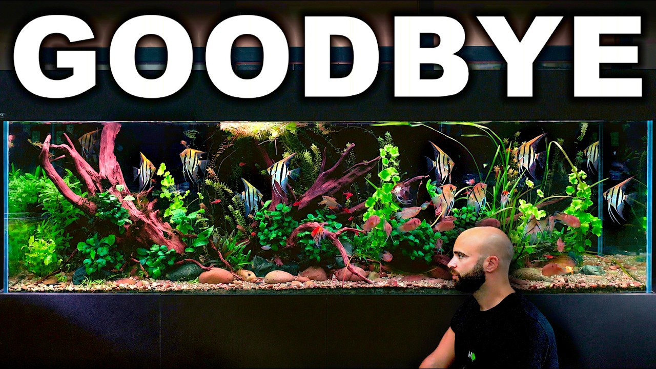NEW STUDIO PREP: Breaking Down My 8ft 1000L Aquarium