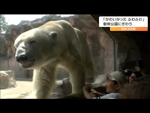 ゴールデンウイークの動物園　子どもも、ホッキョクグマもお互いに興味津々　仙台
