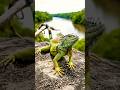 Animal ABC (I) 🐦 🦎 🌍 #animals #kidsvideo #animal #children #kids #toddlers #babies #abcd #nature