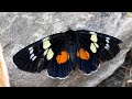 A very beautiful butterfly