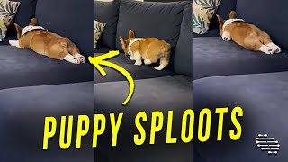 Puppy Decides to Just Lay On Couch and Sploots on the Spot