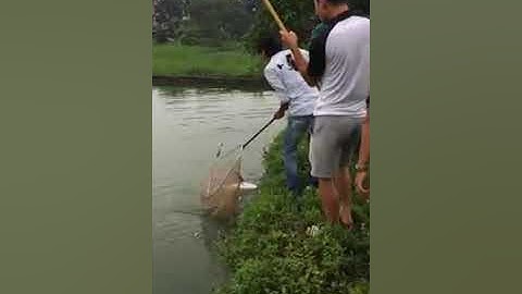 Không thể tin nổi, pha vợt cá có 1-0-2. Không biết có phải chủ hồ không nữa