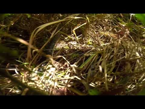 Toad vs snake
