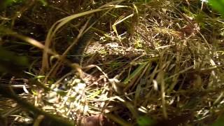 Toad vs snake