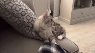 Maine Coon Kitten by 2.4 Children & 3 Cats 9 views 2 years ago 1 minute, 13 seconds