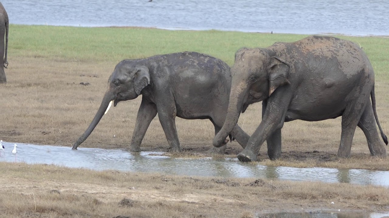 The Gathering: Elephant Migration - YouTube