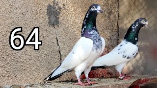 64 Number Teddy Pair | Ch Sakhi Muhammad Bhatti Pigeons