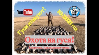 Охота На Гуся В Казахстане! Гуси Атакуют! 10/2021Г.