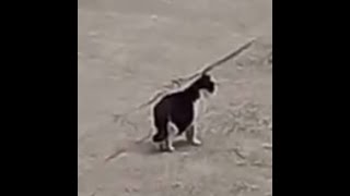 Cute cat running around looking for something..可爱的猫咪到处跑来找东西..귀여운 고양이가 무언가를 찾아 열심히 다님...Jeonju .. 全州市 by Kingdom of Pet  야옹아 멍멍해봐 13 views 2 weeks ago 19 minutes