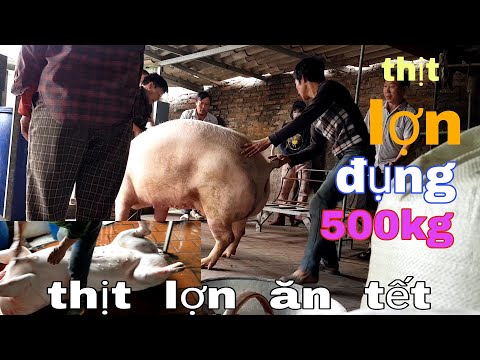thịt lợn ăn tết 500kg mười người không giữ được_500kg pork for Tet
