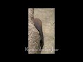 Momoco the Sun bear starts her day / マレーグマのモモコ「出勤風景」（上野動物園）