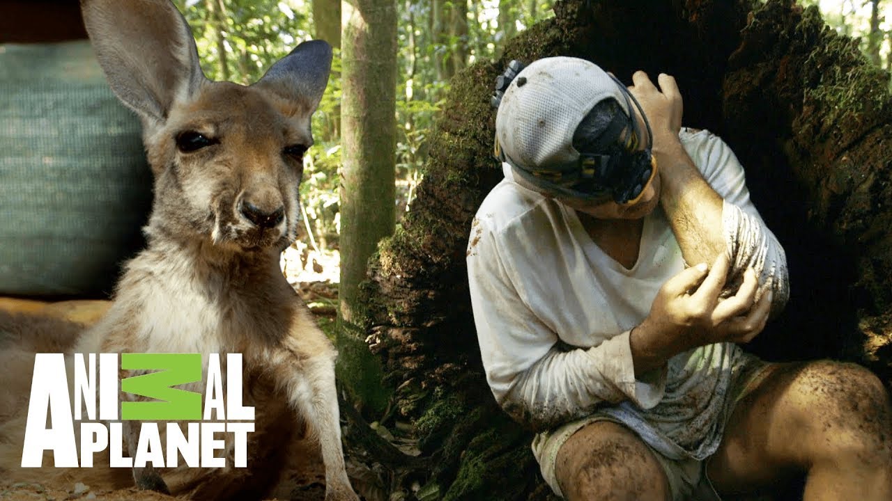 video editing software free Aventuras con Wild Frank: Emociones en Australia | Animal Planet