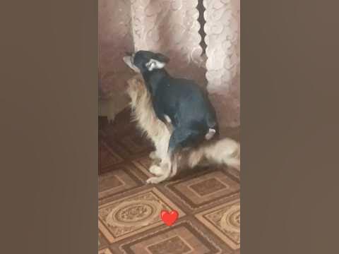 Собака трахает кота под дабстеп #shorts #животные #кот #собака #топ # ...