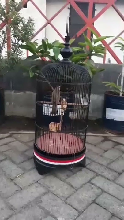 TROCOK ASLI BORAK BARIK BOROK CIKROK #burung #LOKALPEKALONGAN #TROCOKMANIA