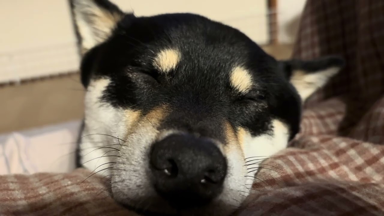 ぐーすかぴーな黒柴