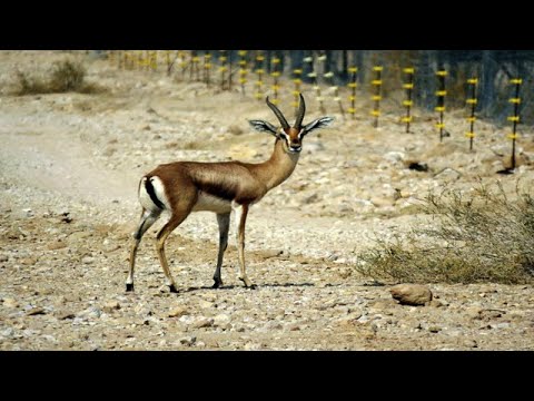 וִידֵאוֹ: מהו נוף ערבה?